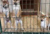 Shiba inu štenci od vrhunskih roditelja