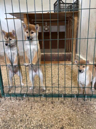 Shiba inu štenci od vrhunskih roditelja