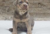 Pitbull Lilac Tricolor štene