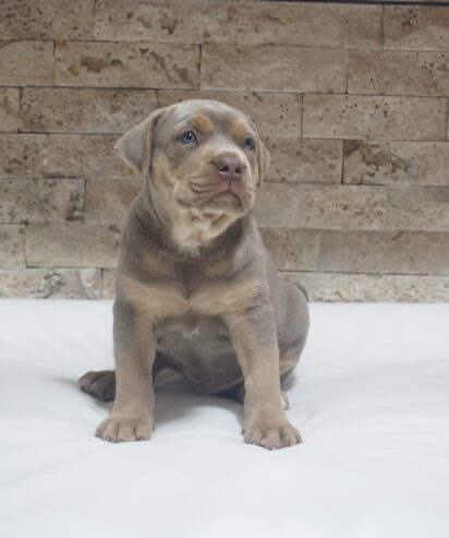 Pitbull Lilac Tricolor štene