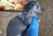 Francuski buldog exotic
