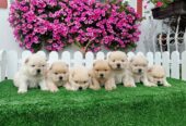 Chow Chow cau cau stenci