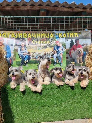 Patuljasti Snauceri