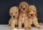 Maltipoo štenci