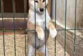 Shiba inu štenci od vrhunskih roditelja