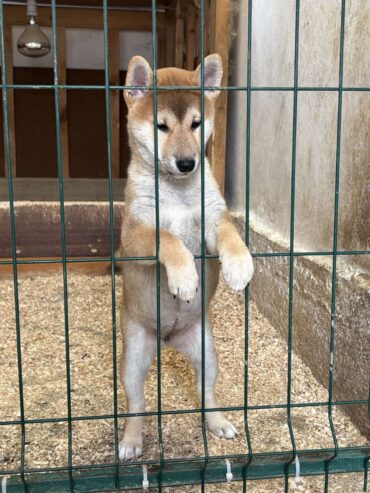 Shiba inu štenci od vrhunskih roditelja