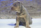 Pitbull Lilac Tricolor štene