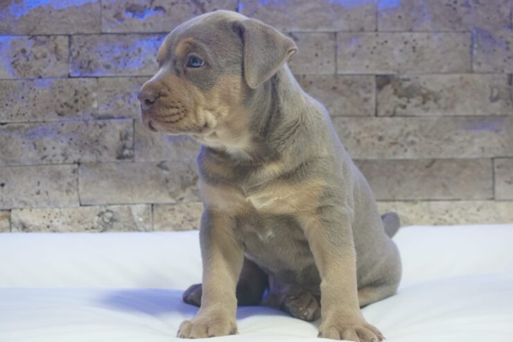 Pitbull Lilac Tricolor štene