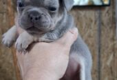 Francuski buldog exotic