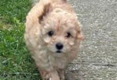 Maltipoo štenci