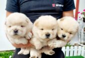 Chow Chow cau cau stenci