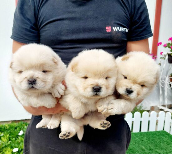 Chow Chow cau cau stenci