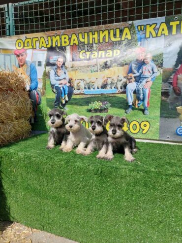 Patuljasti Snauceri