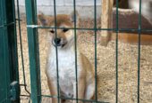 Shiba inu štenci od vrhunskih roditelja