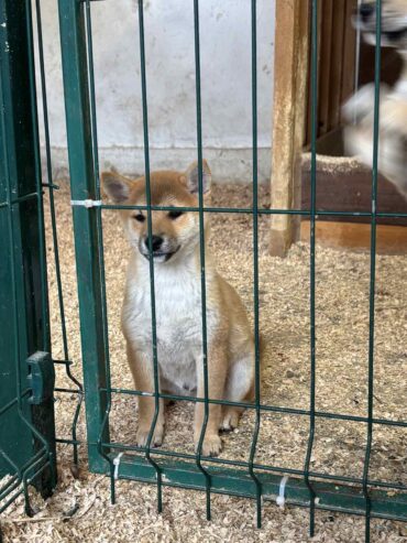 Shiba inu štenci od vrhunskih roditelja