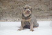 Pitbull Lilac Tricolor štene