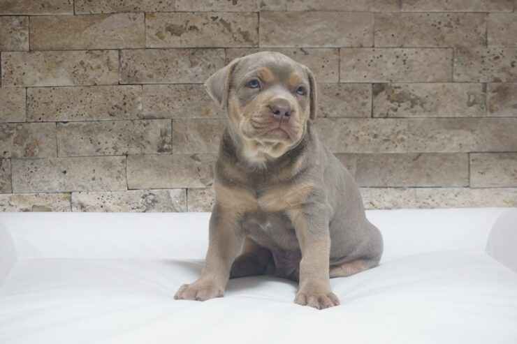 Pitbull Lilac Tricolor štene