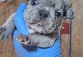 Francuski buldog exotic