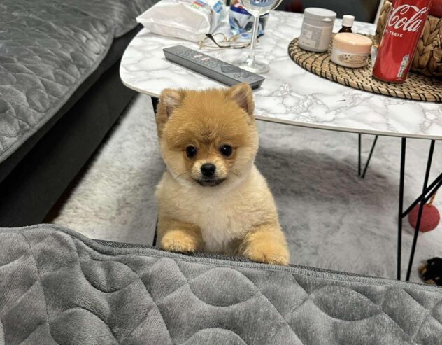 Dostupni prelepi štenci pomeranaca