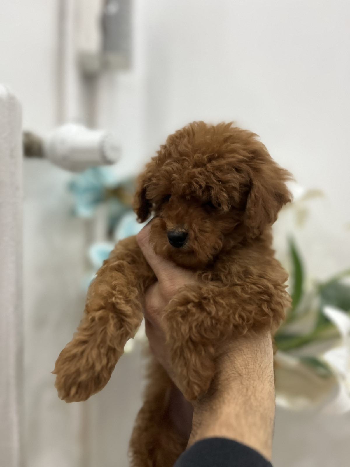 Toy pudle vrhunski kvalitet