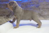 Pitbull Lilac Tricolor štene