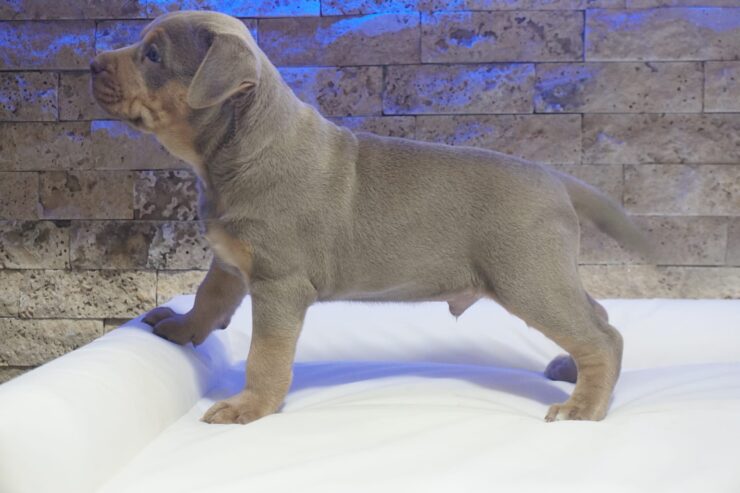 Pitbull Lilac Tricolor štene