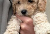Maltipoo štenci