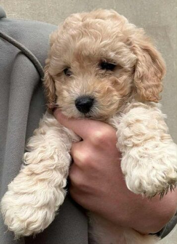 Maltipoo štenci