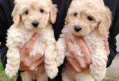 Maltipoo štenci
