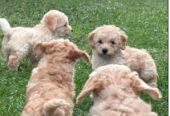 Maltipoo štenci