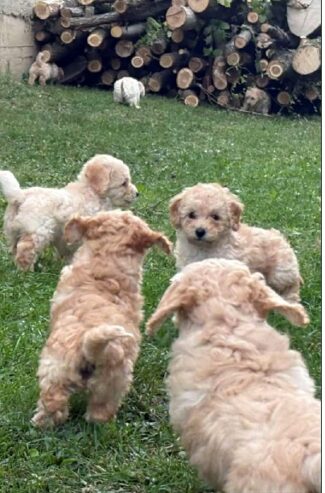 Maltipoo štenci