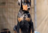 Prodaju se prelepi štenci dobermana, stari 3 meseca