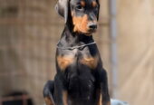 Prodaju se prelepi štenci dobermana, stari 3 meseca