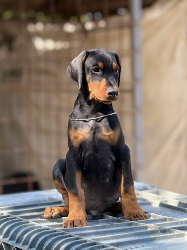 Prodaju se prelepi štenci dobermana, stari 3 meseca