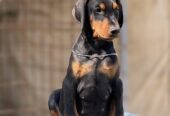 Prodaju se prelepi štenci dobermana, stari 3 meseca