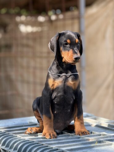 Prodaju se prelepi štenci dobermana, stari 3 meseca