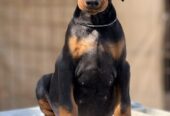 Prodaju se prelepi štenci dobermana, stari 3 meseca