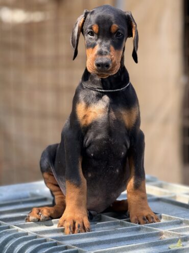 Prodaju se prelepi štenci dobermana, stari 3 meseca