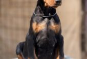 Prodaju se prelepi štenci dobermana, stari 3 meseca
