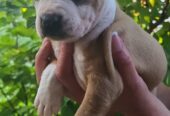 Pitbull štenci
