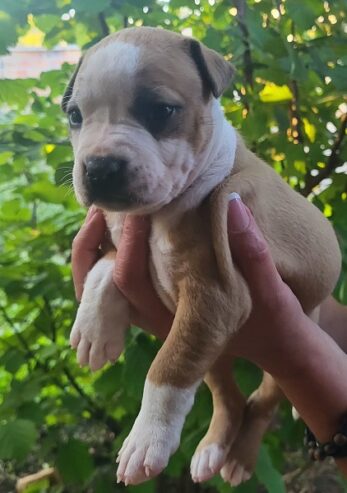 Pitbull štenci