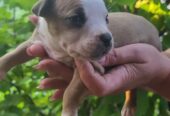 Pitbull štenci