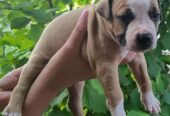 Pitbull štenci