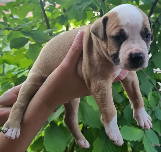 Pitbull štenci