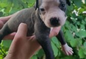 Pitbull štenci