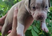 Pitbull štenci