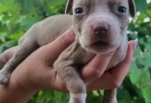 Pitbull štenci