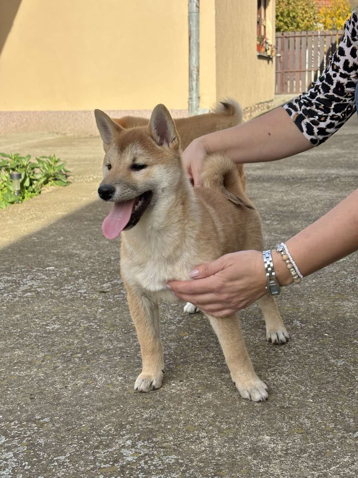Shiba inu štenci