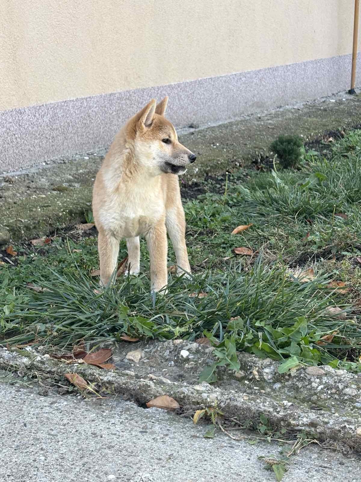 Shiba inu štenci