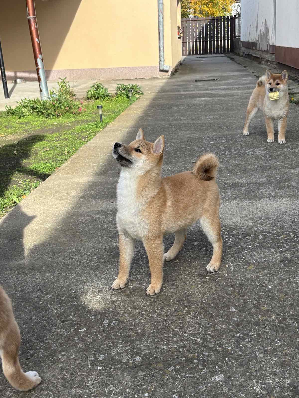 Shiba inu štenci
